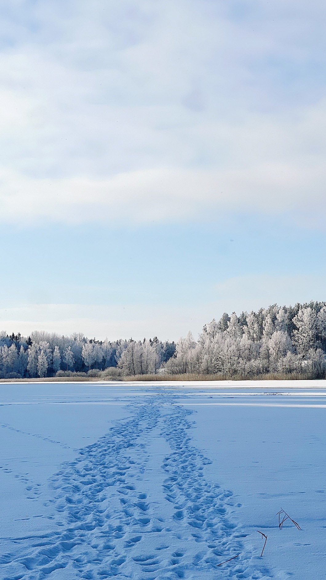 Nature - Winter 3
