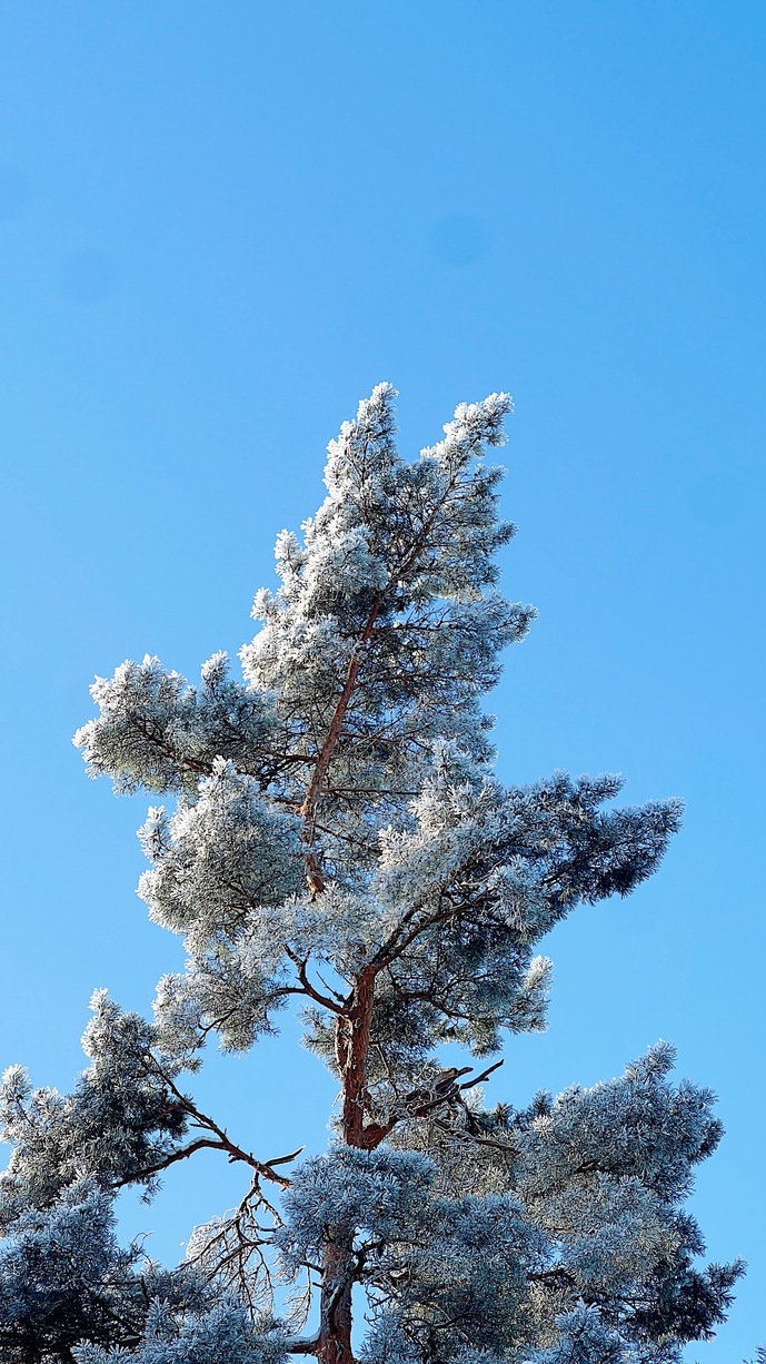 Nature - Winter 5